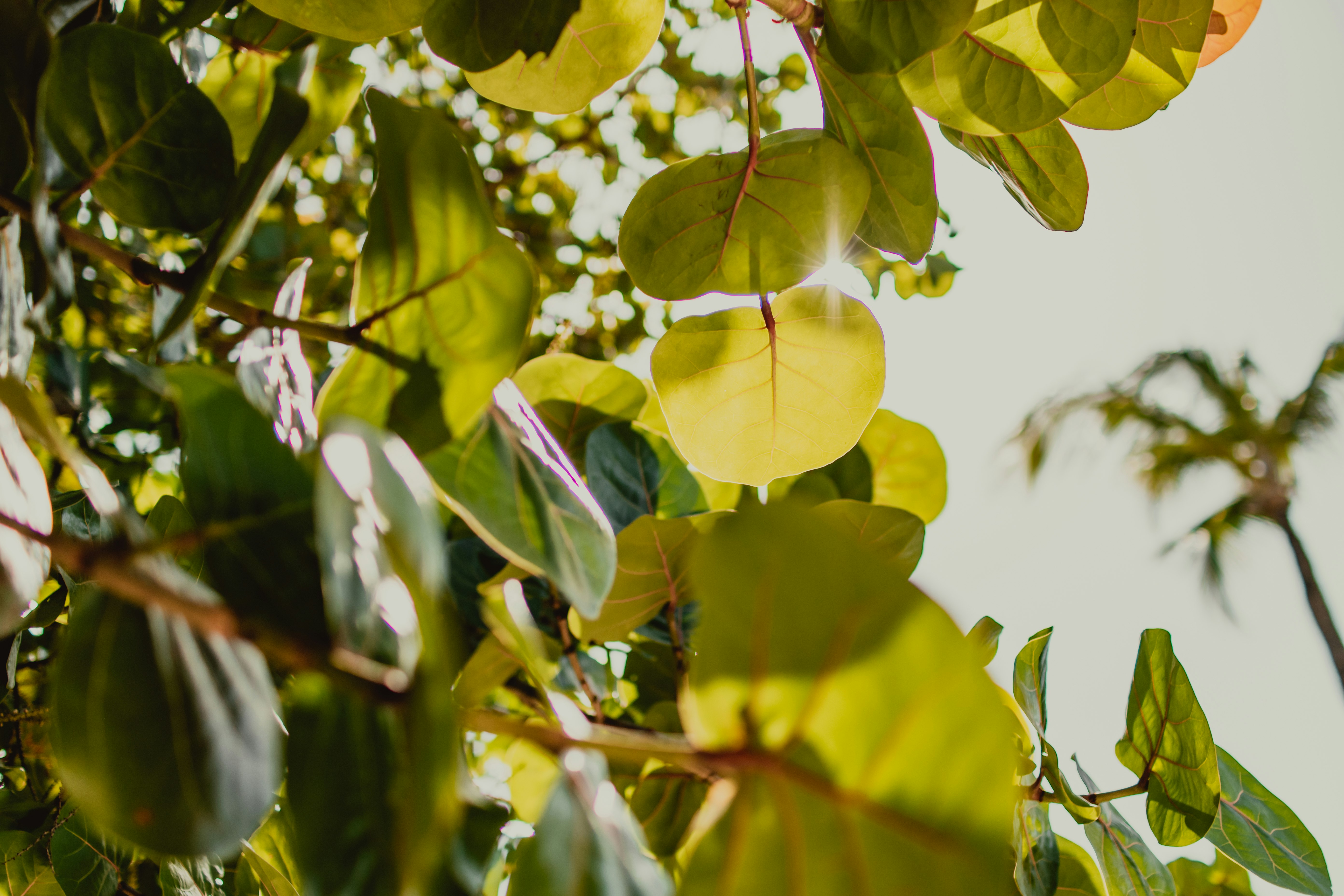 green leaves on tree branch during daytime